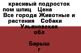 красивый подросток пом шпиц › Цена ­ 30 000 - Все города Животные и растения » Собаки   . Ульяновская обл.,Барыш г.